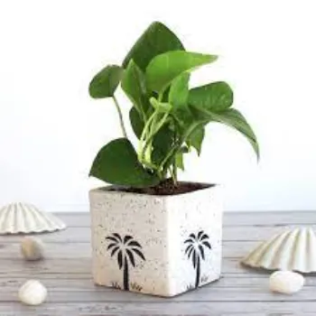 Money Plant